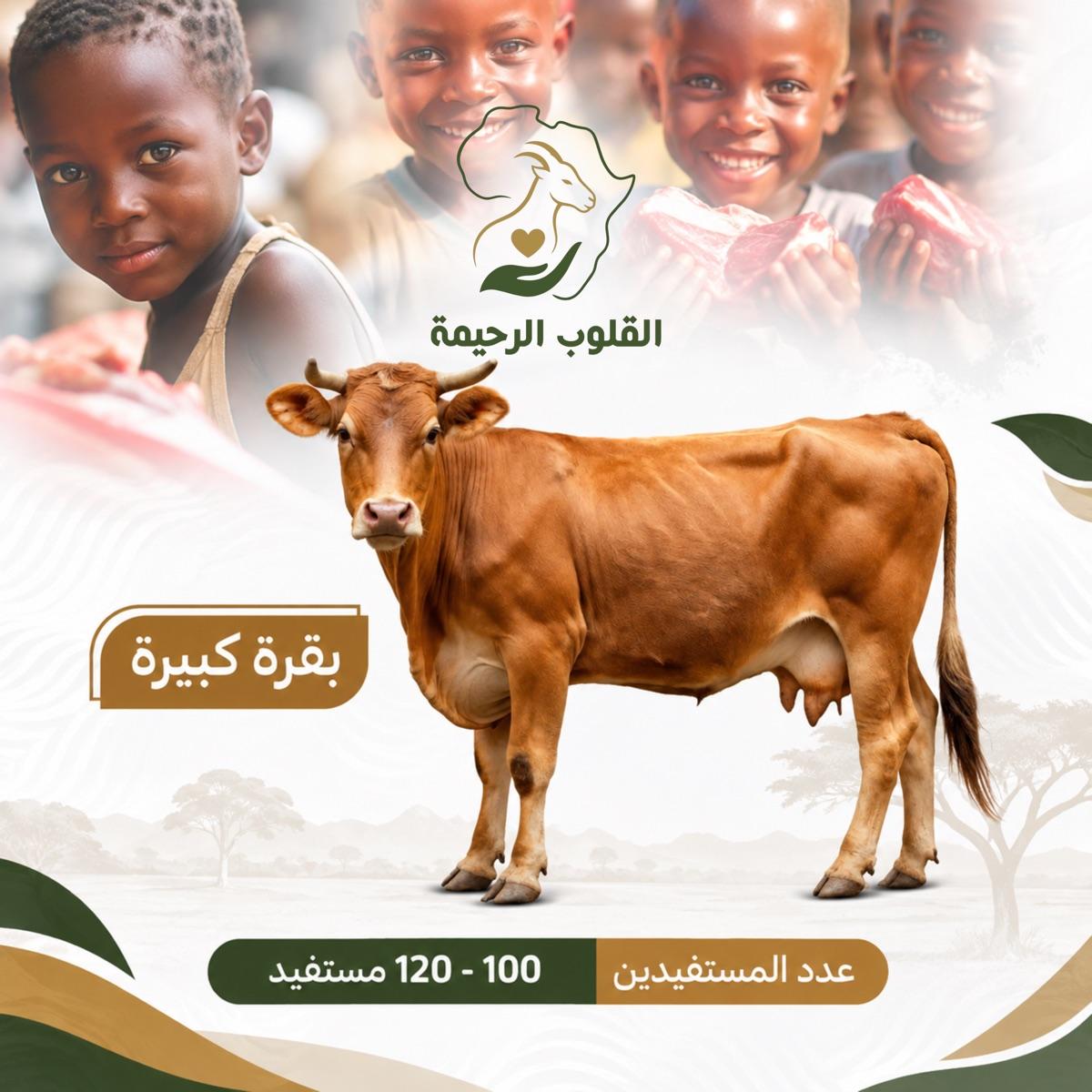 بقرة