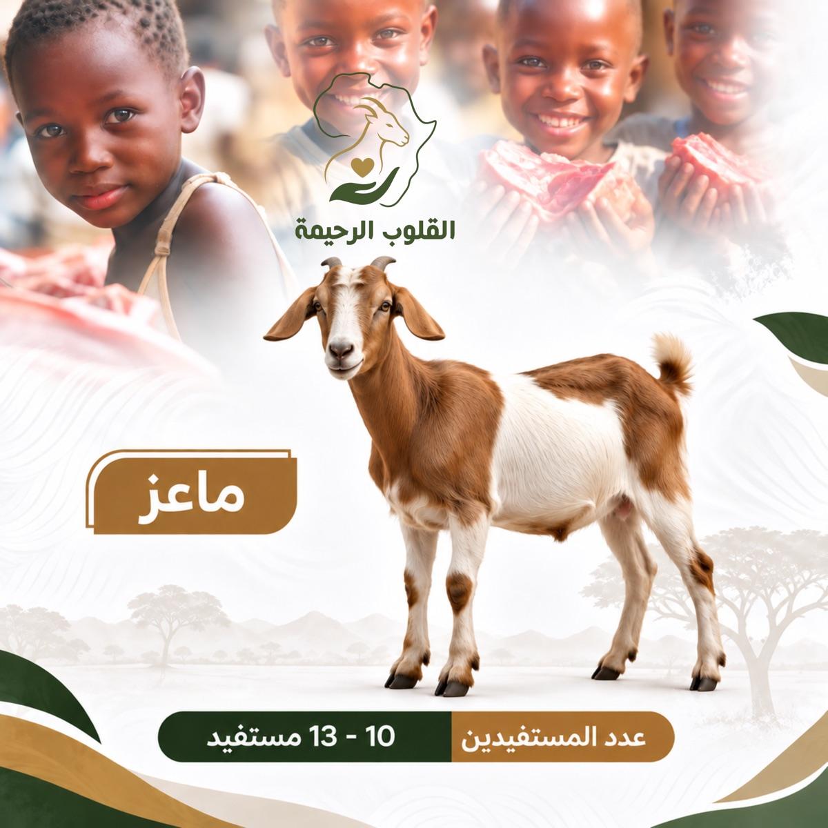 ماعز
