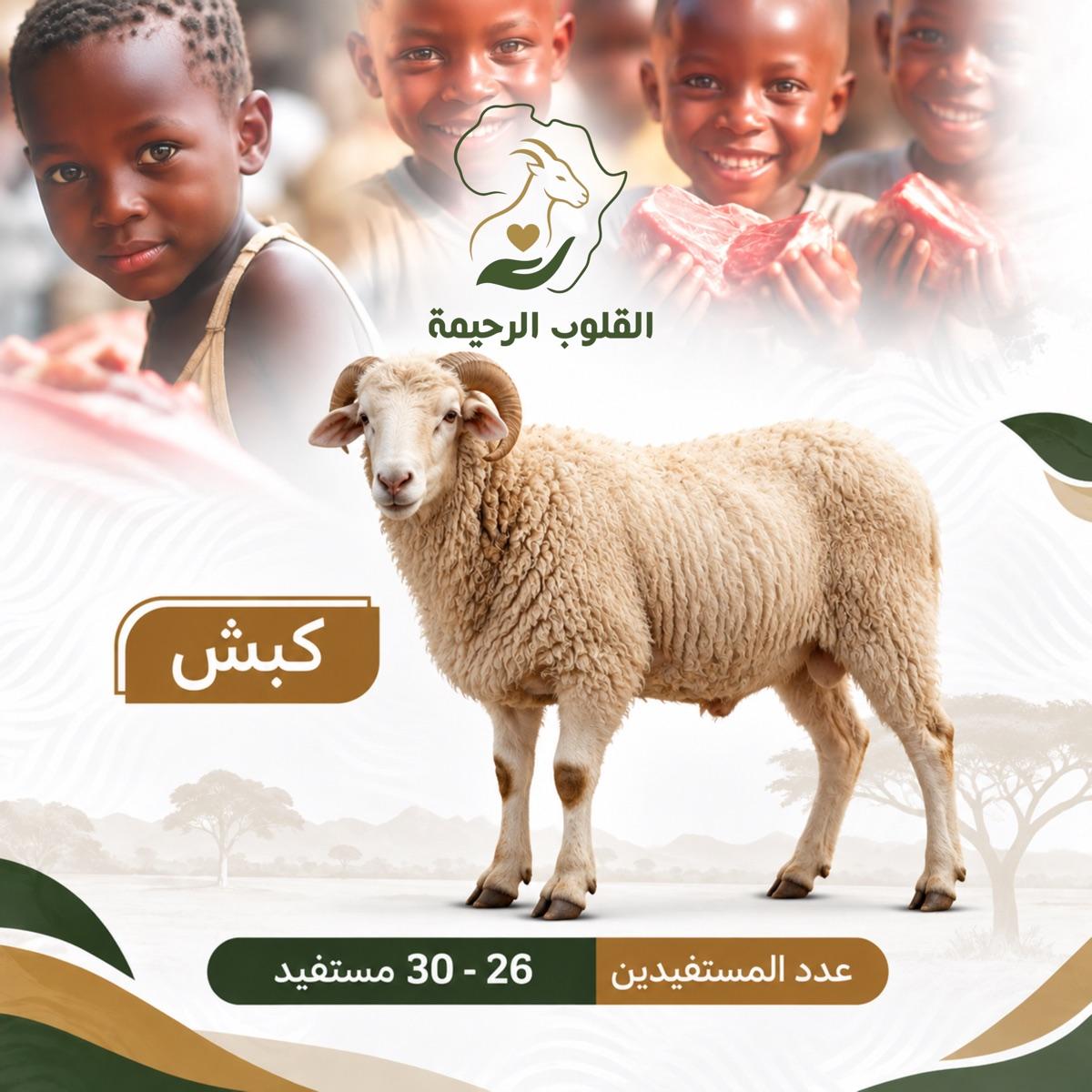 كبش